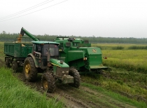 生态大米种植基地