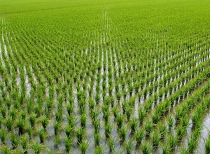 大米种植基地