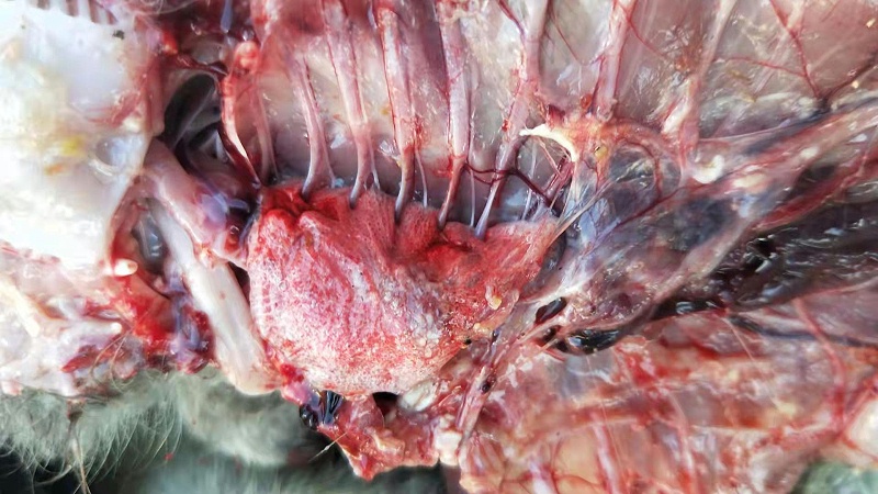 霉菌引起的水禽疾病解剖圖