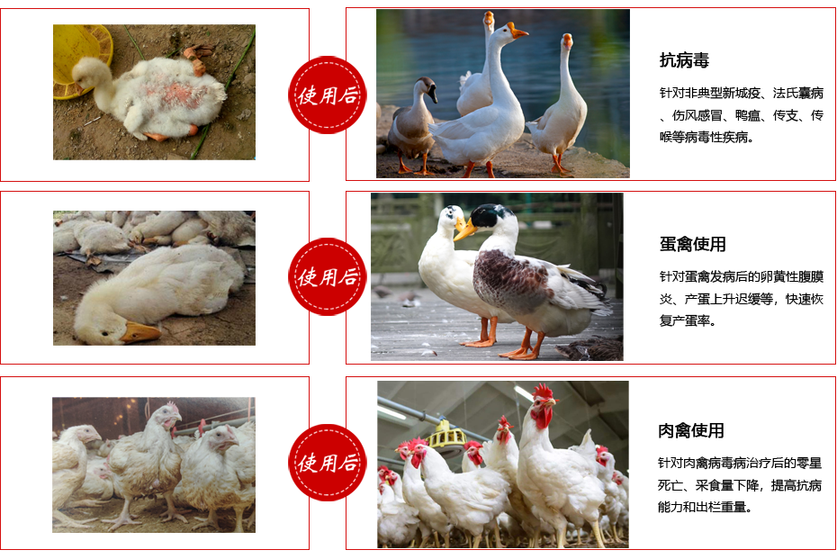 芪抗增免散使用對比