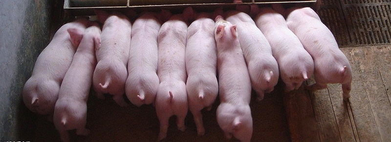 育肥豬的飼養管理