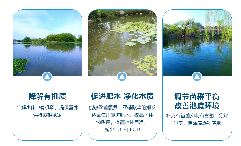 水產飼料添加劑復合菌產品功效