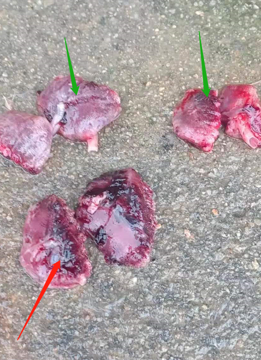 鴨黑肺病是什么樣