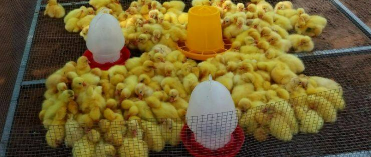 大養殖廠如何飼養1-3天小雛鵝