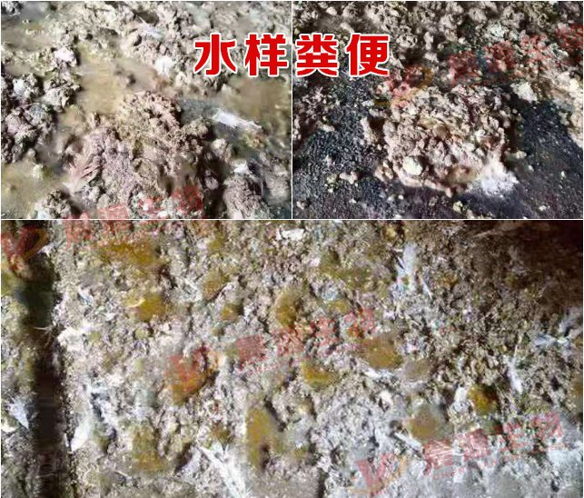 水樣糞便