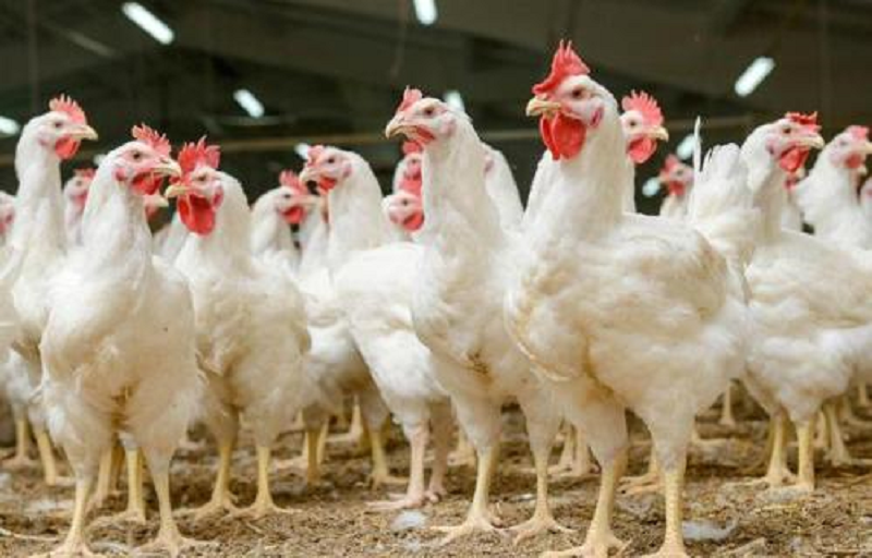 雞大腸桿菌是什么原因引起的