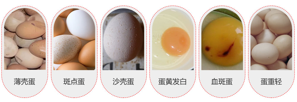 蛋禽養殖中常見的問題