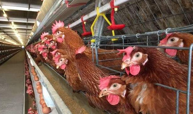 雞群冷應激引起的呼吸道疾病