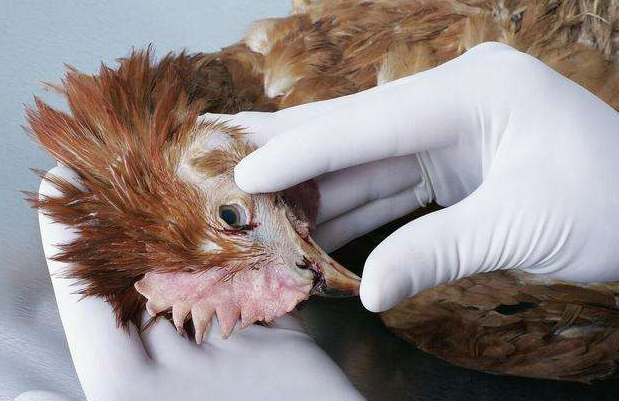 雞群冷應激引起的呼吸道疾病