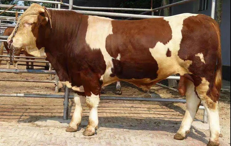 育肥牛養(yǎng)殖