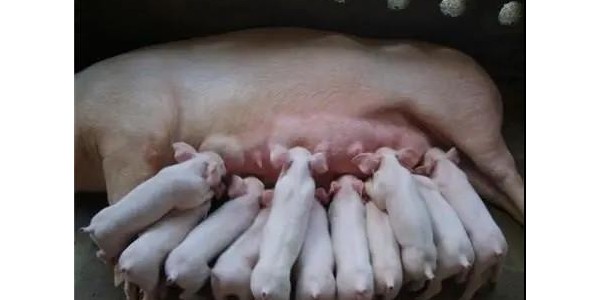 豬場引種“五步法”原來是這樣的_晨源生物