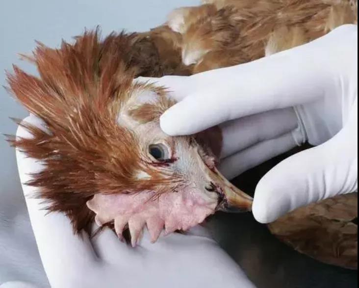 冷應(yīng)激引起的雞呼吸道