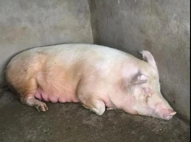 母豬產(chǎn)前不吃