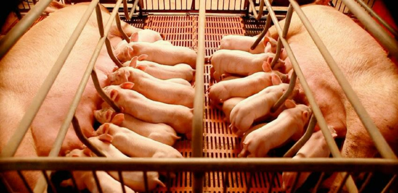 豬場產(chǎn)仔率低原因
