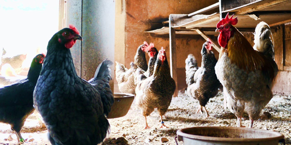 晨源生物解說禽類用藥需要注意的事項