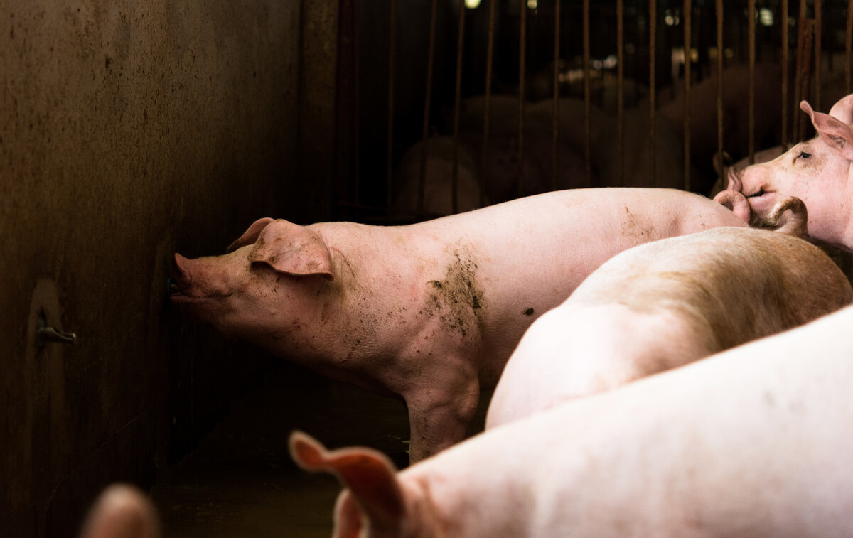 正確認識非洲豬瘟，不要被輿論嚇到