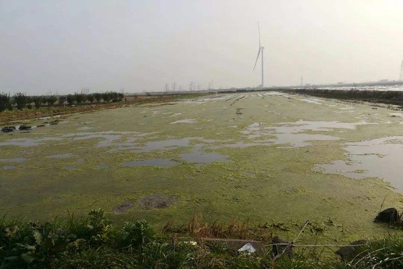 小龍蝦養殖青苔