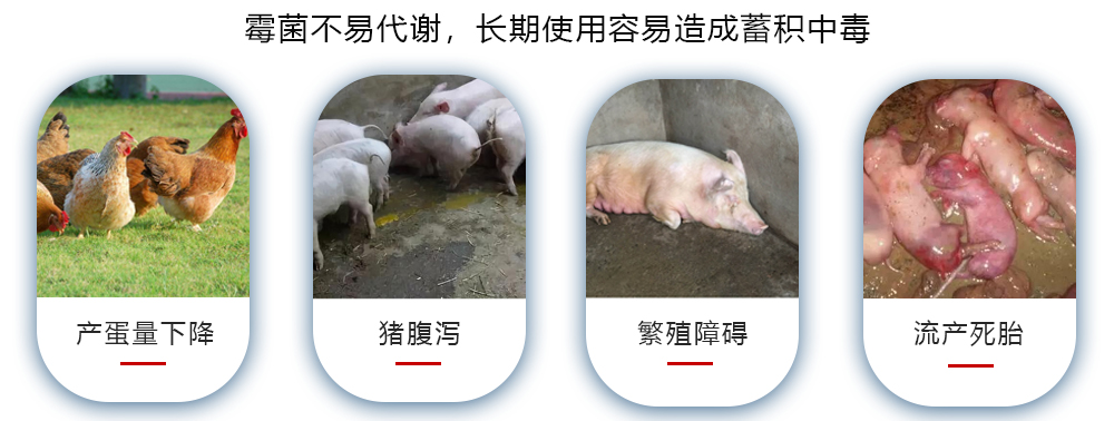 霉菌的危害無(wú)處不在