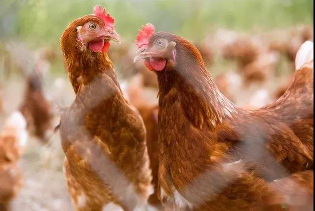 霉菌感染引起雞肝臟有白點