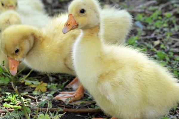 雛鵝痛風(fēng)水禽養(yǎng)殖