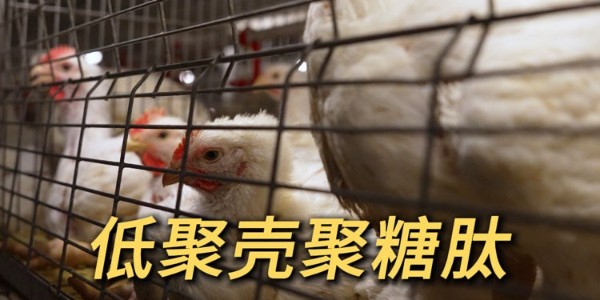 邀約不斷！【低聚殼聚糖肽】獲多家養殖企業力邀！