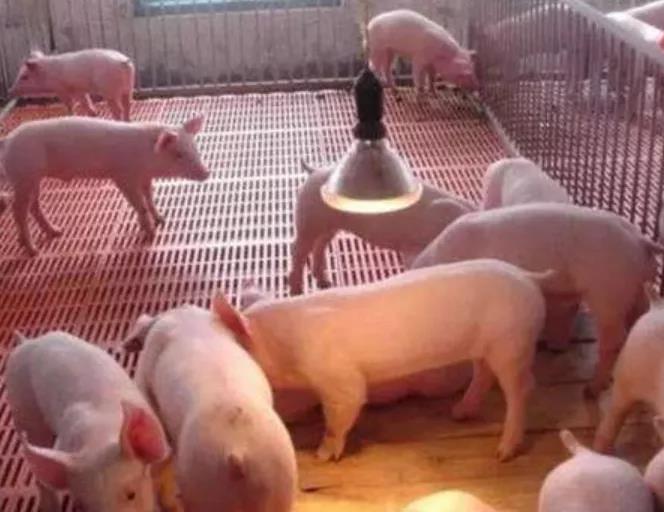 保育豬養(yǎng)殖知識(shí)