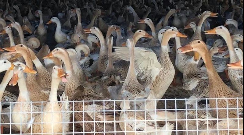 蛋鴨養(yǎng)殖技術(shù)