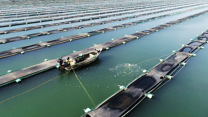 水產(chǎn)養(yǎng)殖肥水