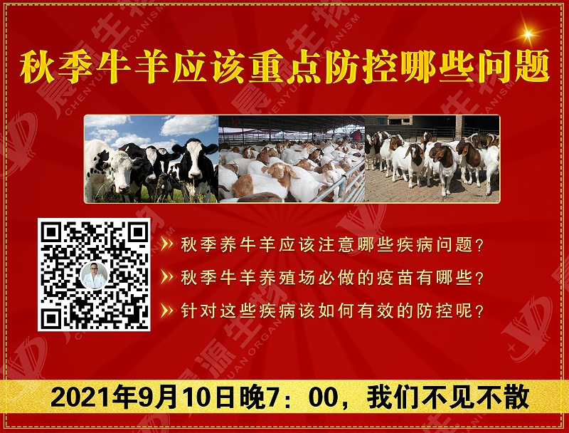 秋季牛羊應(yīng)該重點(diǎn)防控哪些問題