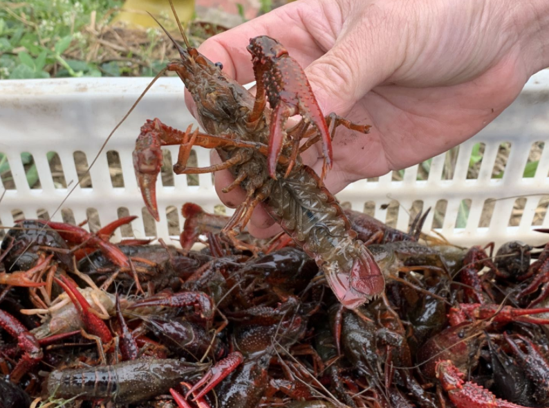 微信截圖_20220401174756