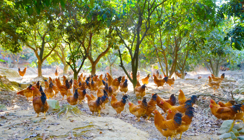 借助飼料添加劑生態養殖